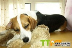 �����ȸ�ȮҪ׼��ʲô��