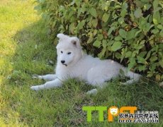 ��ĦҮΪʲô��ʳ����η�ֹ��ĦҮ��ʳ��