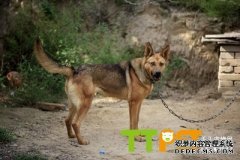 �ǹ���ʳ��ô�죿��ô�����ǹ���ʳ��