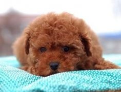 �����Ա����ô�죿