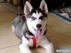 ��������ʿ�油��