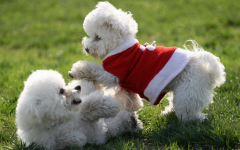 ���ܲ��Զ�����ô��