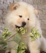 ����ë��ɫ��ô��