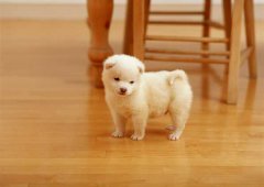 �ĸ����ӵ���Ȯ���̷ۺ�?