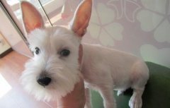 ѩ����θ������ô��