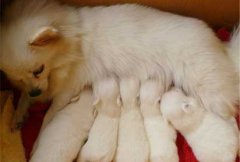 ��ȮӦ����β���Ӫ����