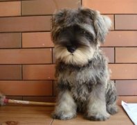 ѩ�����ë��ô��