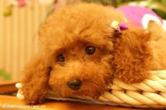 ���ʳ��������ô�죿