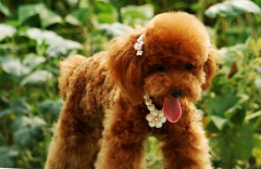 ������ʲô��������