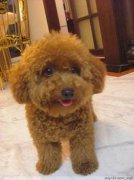 ̩����ʳ��ôι����