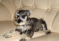 ����Ӫ��������ô��