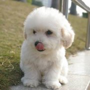 ���ι�����ܲ���ʳ��