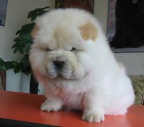 ��ʨΪʲô�Բݣ�