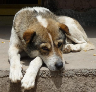 �����ű�������ô��