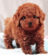 ����ȱ��ʲô����