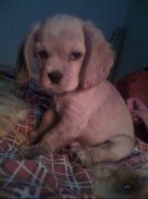 ������Ҫ������