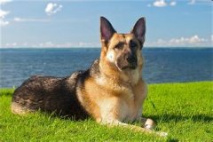 ����ʳ������ôι����