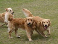 ��ëҧβ����ô�죿