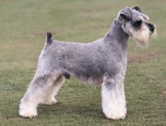 ѩ����ȱ��΢��Ԫ����ô�죿