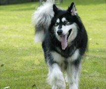 ����˹�ӳԱ����ô�죿