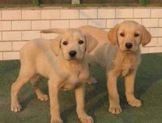 �����������ණ����ô�죿��ͼ��