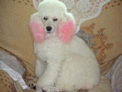 ���Ϊʲô��ʯͷ����ͼ��