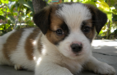 ����ȥ���������ϵ�Ƥм��ͼ��