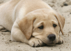 ��������ӹĹĵ���ô����