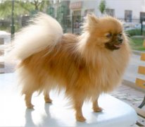 ��ô�ù���ëɫ�ã�ͼ��