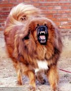 �������Գ�θ����ô�죿