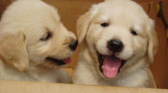 ��ë���������¸���ô�죿��ͼ��