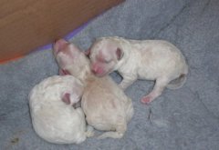 �ճ�����С����ô�չˣ���ͼ��