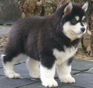 ����˹�ӿн���ô���£���ͼ��