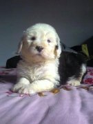 �����۾��к�Ѫ˿��ô�죿