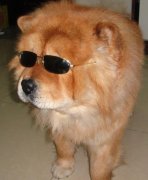 ������Ƭ��Ҫ��ʲô��