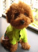 ̩�ϳ�ʲô�����ã���ͼ��