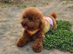 ̩�ϻ�ƶѪ�𣿣�ͼ��