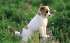 ����ȱп��ʲô����ͼ��