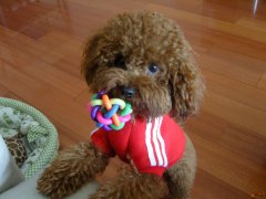 ������̩����ë�Ĺ��ԣ�ͼ��