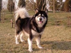 ����Ƥ��������ô�죿��ͼ��