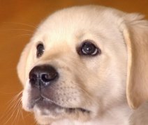 ������ʲô��ʲô