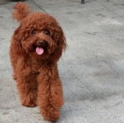 ��ëΪʲô�����������ͼ��