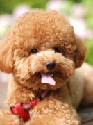 ��������ë�Ĳ�������Щ����ͼ��