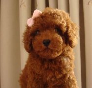 ������ë��ô����ëɫ�����ķ�������Щ����