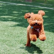 ��̩����ë����Ҫע������飨ͼ��