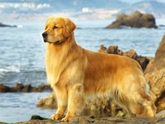 ��ë������θ���ó�ʲô��