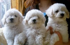 ̩�ϲ��󲹸Ƴ�ʲô�ã�