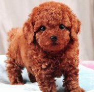 ̩�ϳ�ʲô���ƣ�