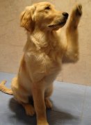 ��ë����ȱ����ô�죿