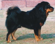 ����ȱ�Ƴ�ʲô��Ƭ��